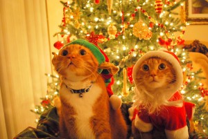 funny-cat-in-christmas-celibration