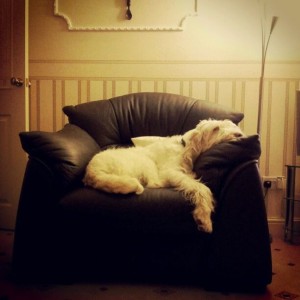 living with pets4