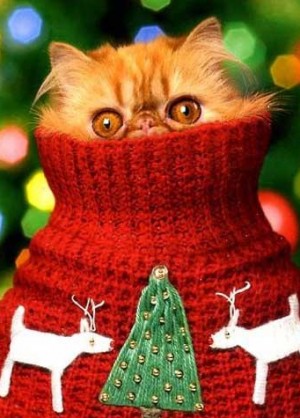 cute-christmas-cat-image-2